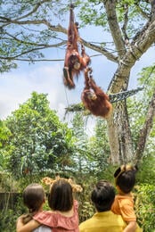 Singapore Zoo