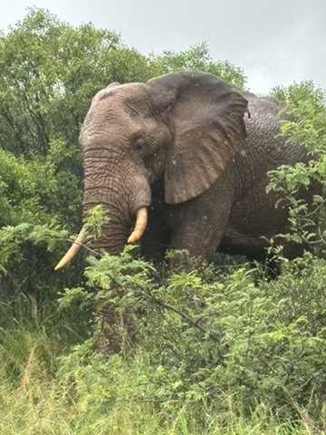 Elephant in Pilanesberg National Park